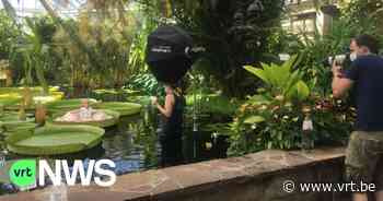 Fotoshoot voor baby's op waterlelies in Plantentuin Meise op 45 minuten uitverkocht - VRT NWS