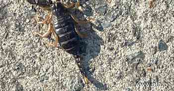 Wandelaar treft schorpioen aan in Denderleeuw, dier zou ongevaarlijk zijn - Het Laatste Nieuws