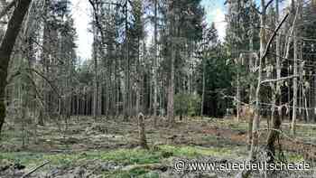 Eichen im Ebersberger Forst: Rolls-Royce unter den Bäumen - Süddeutsche Zeitung - SZ.de