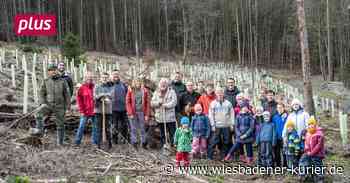 Baumpflanzaktion im Hünstetter Forst - Wiesbadener Kurier