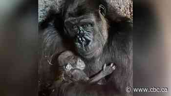 First baby gorilla born at Calgary Zoo in six years - CBC.ca