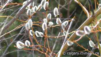 Calgary weather for Monday, April 4 | CTV News - CTV News Calgary