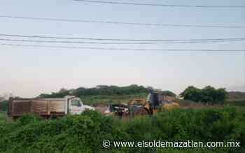 Encuentran sin vida a venadito cola blanca en zona de Cerritos, al parecer fue atropellado - El Sol de Mazatlán