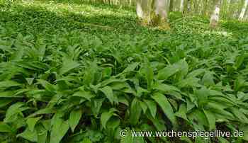 Beim Bärlauch gilt die »Handstraußregel« - Euskirchen - WochenSpiegel