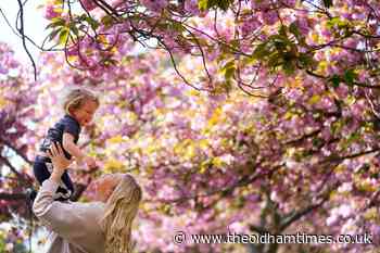 Nature lovers urged to enjoy spring blossom spectacle - The Oldham Times