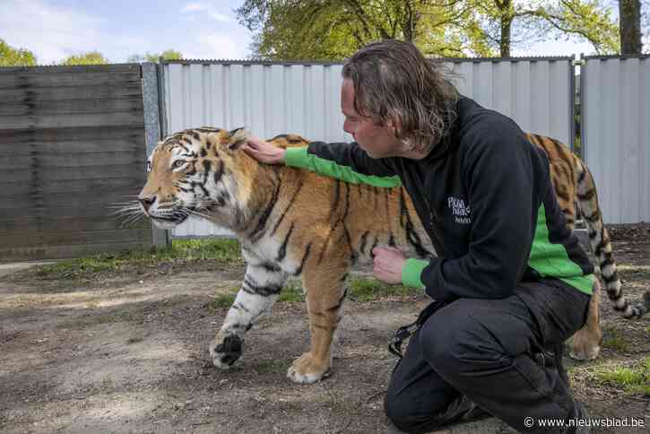 Taxidermist zet iconisch boegbeeld van Pakawi Park op: tijger Paka is weer thuis