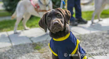 Lions Day a Monza: sfilano i Club in Arengario con la giornata di mostre, attività e cani guida - Il Cittadino di Monza e Brianza