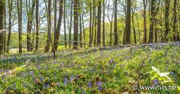Infomoment over Kravaalbos op 4 mei | Asse | hln.be - Het Laatste Nieuws