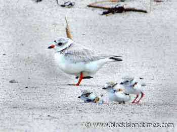 Piping plovers return to nest in Rhode Island - Block Island Times