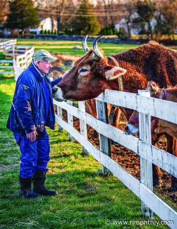 Get to Know the Adorable Oxen at Blackbird Farm - Rhode Island Monthly