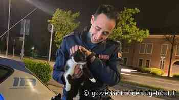 Carpi. La Volante salva un gattino - La Gazzetta di Modena