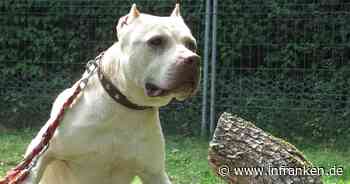 Tierheim Erlangen: Große Trauer um besonderen Hund Scofeald - 'viel Pech im Leben gehabt' - inFranken.de