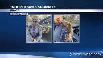 Trooper saves baby squirrels