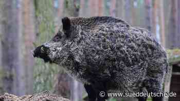 Tiere - Parchim - Wieder tote Wildschweine mit Schweinepest entdeckt - Gesellschaft - Süddeutsche Zeitung - SZ.de