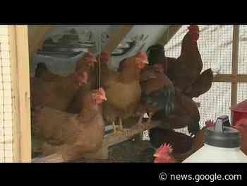 End in sight for Pa. bird flu concern, state officials say - WKBN27