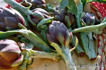 L’agenda di Siena News – a Chiusure torna la festa del carciofo - Siena News