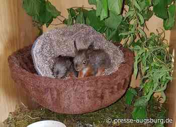 Niedlicher Einsatz in Senden - Polizei rettet Eichhörnchen-Junges | Presse Augsburg - Presse Augsburg
