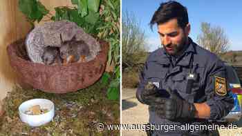 Senden/Roggenburg: Polizei rettet Eichhörnchen-Baby ? Mutter ist unauffindbar | Neu-Ulmer Zeitung - Augsburger Allgemeine