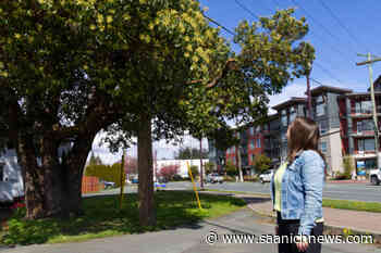 Langford residents look to have arbutus spared from axe – Saanich News - Saanich News
