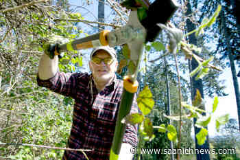 Invasive weeds taken out on Earth Day – Saanich News - Saanich News