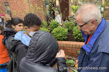 Saanich retirement community makes Earth Day 'bee bombs' with help from middle school students – Saanich News - Saanich News