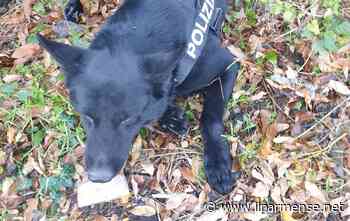 Parma, 32enne arrestato per spaccio di droga: guadagni per oltre 24mila euro - Luca Galvani