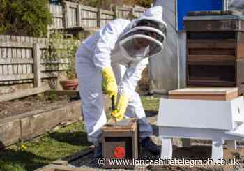 Bowland Brewery introduce beehive to buzz up new Bumble beer