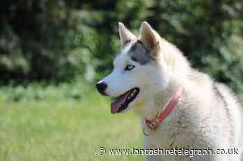 Burnley man carried knife for protection from dogs
