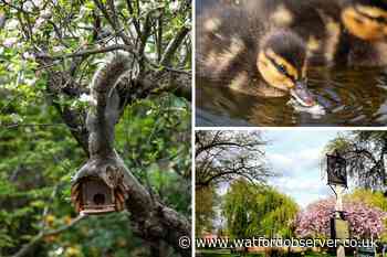 Pictures: Springtime scenes in Watford, Abbots Langley and Hemel Hempstead - Watford Observer