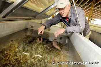 VIDEO: Langley's Nicomekl Enhancement Society to hold first open house in two years – Aldergrove Star - Aldergrove Star