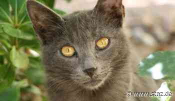 Katze in Bobingen angeschossen: Verletztes Tier läuft vor Polizeiauto - StadtZeitung Augsburg