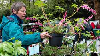 Tipps fürs Wochenende in Essen: Pflanzenmarkt und Kirmes - WAZ News