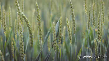 Grünkern: 4 gesunde Gründe, mehr davon zu essen - Vital