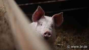 Thomas Macho über unser Verhältnis zum Tier: "Warum wir Tiere essen": Zwischen Kuscheltier und Kühlregal | BR.de - br.de