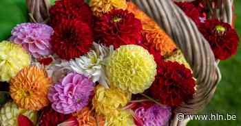 Bloemenverkoop Wijkcomité De Dammen moet wijk opfleuren | Dendermonde | hln.be - Het Laatste Nieuws