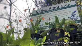 Virginia Living Museum expert gives tips about choosing plants to attract pollinators ahead of native plant sale