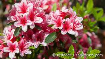 Norfolk Botanical Garden holds annual plant sale through weekend