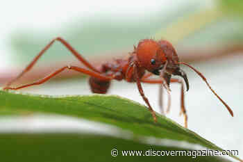The Secret Behind Ants' Super-Strong Teeth