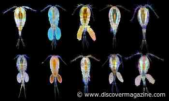 A Tiny Yet Vital Organism May Adapt to Climate Change With ‘Hidden Costs’