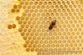 Yes, Some Pollinators Need Saving — But Honeybees Are Actually Doing Just Fine