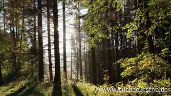 Natur - Dresden - Naturschutzverband fordert mehr Baumschutz in Sachsen - Wissen - Süddeutsche Zeitung - SZ.de
