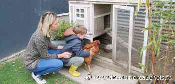Pavilly. Des poules en ville : Cocolette et Poupoulette sont heureuses à Pavilly - Le Courrier Cauchois