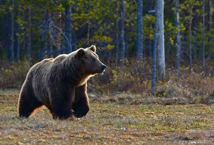 Solana Prices South Bound; Will It Revisit $80 Soon?