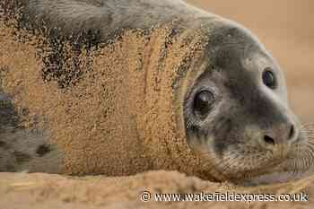 Helpless seals attacked by Yorkshire beachgoers in unprecedented numbers - Wakefield Express