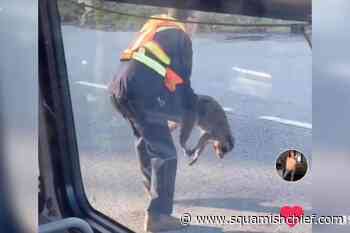 Injured raccoon rescued by West Van bus driver is now dead - Squamish Chief