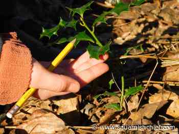 Here's a needed invasive species project by Squamish École Les Aiglons kids. - Squamish Chief
