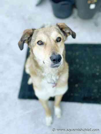 The pandemic lockdowns created a massive demand for pet dogs - Squamish Chief