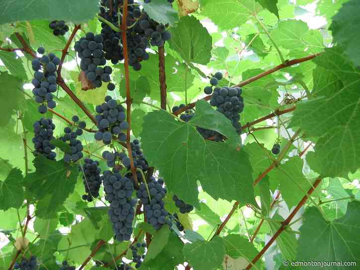 Growing Things: A backyard vineyard of valiant grapes