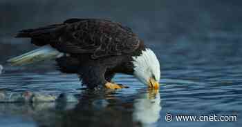 Bird Flu Epidemic Has Claimed at Least 36 Bald Eagles     - CNET