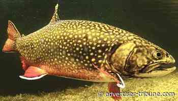 Essays on non-virtual reality #177 - Tiffin Advertiser Tribune